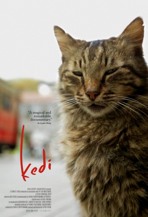 Kedi movie, Kedi trailer, Kedi release date, Kedi poster
